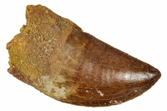 Serrated, Carcharodontosaurus Tooth - Real Dinosaur Tooth #341320